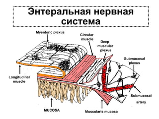 Энтеральная нервная
система
Myenteric plexus

Circular
muscle

Deep
muscular
plexus
Submucosal
plexus

Longitudinal
muscle

Submucosal
artery
MUCOSA

Muscularis mucosa

 