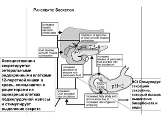 рН=7,5-8
Холецистокинин
секретируется
энтеральными
эндокринными клетками
12-перстной кишки в
кровь, связывается с
рецепторами на
ацинарных клетках
поджелудочной железы
и стимулирует
выделение секрета

рН=2

HCI Стимулирует
секрецию
секретина,
который вызыва
выделение
бикарбоната и
воды

 
