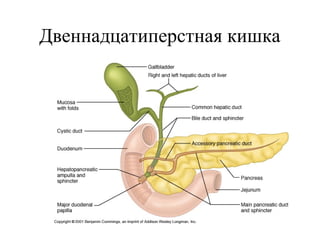 Двеннадцатиперстная кишка

 