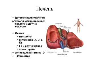 Печень
– Детоксикация/удаление:
алкоголя, лекарственных
средств и других
веществ
– Синтез
• гликогена
• витаминов (A, D, E,
K)
• Fe и других ионов
• холестерина
– Активация витамина D
- Фагоцитоз

 