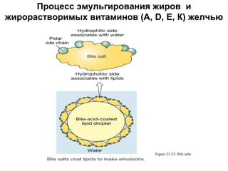 Процесс эмульгирования жиров и
жирорастворимых витаминов (А, D, Е, К) желчью

Figure 21-23: Bile salts

 