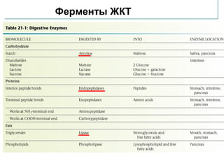 Ферменты ЖКТ

 