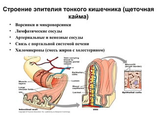 Строение эпителия тонкого кишечника (щеточная
кайма)
•
•
•
•
•

Ворсинки и микроворсинки
Лимфатические сосуды
Артериальные и венозные сосуды
Связь с портальной системой печени
Хиломикроны (смесь жиров с холестерином)

 