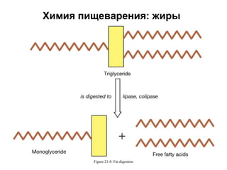 Химия пищеварения: жиры

Figure 21-8: Fat digestion

 