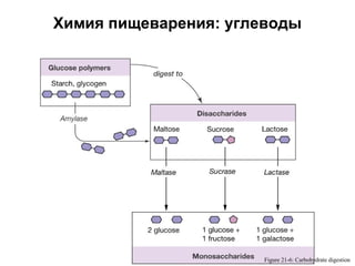 Химия пищеварения: углеводы

Figure 21-6: Carbohydrate digestion

 