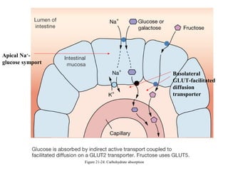 Apical Na+glucose symport
Basolateral
GLUT-facilitated
diffusion
transporter

Figure 21-24: Carbohydrate absorption

 
