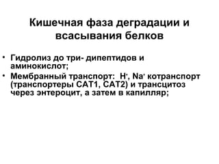 Кишечная фаза деградации и
всасывания белков
• Гидролиз до три- дипептидов и
аминокислот;
• Мембранный транспорт: H+, Na+ котранспорт
(транспортеры САТ1, САТ2) и трансцитоз
через энтероцит, а затем в капилляр;

 