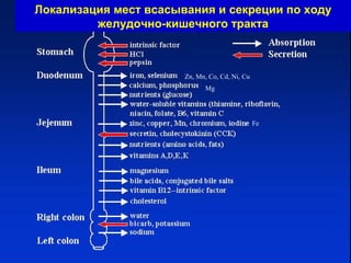 Локализация мест всасывания и секреции по ходу
желудочно-кишечного тракта

Zn, Mn, Co, Cd, Ni, Cu
Mg

Fe

 
