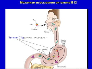 Механизм всасывания витамина В12
В и т а м и н В12

Витамин С 1g (Scott Med J 1982,27(3):240-3

 