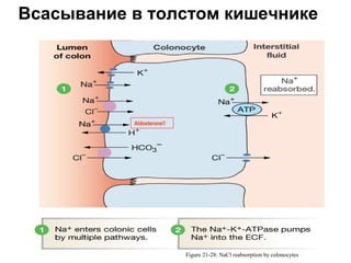 Всасывание в толстом кишечнике

Aldosterone!!

Figure 21-28: NaCl reabsorption by colonocytes

 