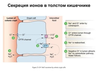 Секреция ионов в толстом кишечнике

Figure 21-29: NaCl secretion by colonic crypt cells

 