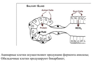 Ацинарные клетки осуществляют продукцию фермента амилазы;
Обкладочные клетки продуцируют бикарбанат;

 
