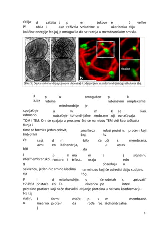 1
0
ćelija
je
d
obila
zaštitu
i
t
ako
p
reživela
e
volutivne
tokove
a
e
ukariotska
ć
elija
velike
količine energije što joj je omogućilo da se razvija u membranskom smislu.
U
lazak
p
roteina
u
mitohondrije
omogućen
je
p
roteinskim
k
ompleksima
spoljašnje
odnosno
u
nutrašnje
m
itohondrijalne
m
embrane
k
oji
se
označavaju
kao
TOM i TIM. Oni se spajaju u prostoru što se na nivou TEM vidi kao tačkasta
fuzija i
time se formira jedan celovit,
hidrofilni
anal kroz
koji
rolazi protei n.
Sv
proteini koji
će
biti
sast
avni
d
eo
m
itohondrija,
bilo
da
će ući
u
s
astav
membrana,
i
ntermembransko
g
p
rostora
il
i
ma
triksa,
m
oraju
a
poseduju
j
edn
u
signalnu
sekvencu, jedan niz amino kiselina
na
-terminusu koji će odrediti dalju sudbinu
tog
p
roteina
i
postaće
d
eo
mitohondrije.
Ta
s
ekvenca
će odmah
po
s
intezi
„prizvati“
proteine pratioce koji neće dozvoliti uvijanje proteina u nativnu konformaciju.
Na taj
način,
u
l
inearno
j
formi
protein
može
da
p
rođe
k
roz
m
itohondrijalne
membrane.
 