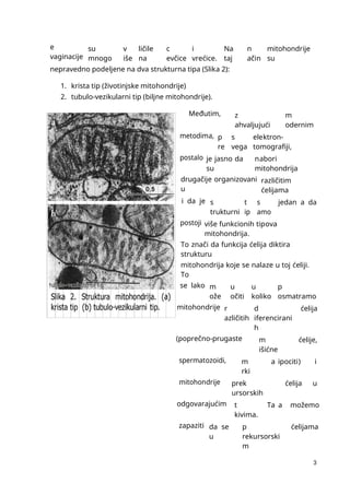3
e
vaginacije
su
mnogo
v
iše
ličile
na
c
evčice
i
vrećice.
Na
taj
n
ačin
mitohondrije
su
nepravedno podeljene na dva strukturna tipa (Slika 2):
1. krista tip (životinjske mitohondrije)
2. tubulo-vezikularni tip (biljne mitohondrije).
Međutim, z
ahvaljujući
m
odernim
metodima, p
re
s
vega
elektron-
tomografiji,
postalo je jasno da
su
nabori
mitohondrija
drugačije organizovani
u
različitim
ćelijama
i da je s
trukturni
t
ip
s
amo
jedan a da
postoji više funkcionih tipova
mitohondrija.
To znači da funkcija ćelija diktira
strukturu
mitohondrija koje se nalaze u toj ćeliji.
To
se lako m
ože
u
očiti
u
koliko
p
osmatramo
mitohondrije r
azličitih
d
iferencirani
h
ćelija
(poprečno-prugaste m
išićne
ćelije,
spermatozoidi, m
rki
a ipociti) i
mitohondrije prek
ursorskih
ćelija u
odgovarajućim t
kivima.
Ta a možemo
zapaziti da se
u
p
rekursorski
m
ćelijama
 