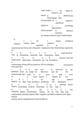 4
nalazi jedan s
trukturni
tip,
od
kojeg se
tokom d
iferencijacije
ć
elija
diferenciraju
mitohondrije sa s
pecifičnim
izgledom,
veličinom, o
rganizacijom
unutrašnje
mitohondrijalne m
embrane,
odnosno
da nastaju funkcioni tipovi mitohondrija.
U
ćelijama
ž
ivotinja
j
edan
od
najčešćih
f
unkcioni
h
tipova
je
rtodoksna
organizacija kao što je kod ćelija jetre - hepatocita. Ove mitohondrije najviše liče
na
k
rista
t
ip
m
itohondrija
ž
ivotinskih
ć
elija.
P
odvarijanta
o
vakve
organizacije je
k
ondenzovan
a
m
itohondrija,
m
itohondrija
k
oja
i
ma
p
reuveličanu
funkciju. Kod ovih
mitohondrija sinteza ATP je povećana, ATP se nakuplja u
intermemrans
om prostoru
i
potiskuje
m
atriks
k
oji
p
ostaje
tam
an,
kon
denzovan.
D
rugi
funkcioni
tip
bi
bio
tip
mitohondrije koji
se
sreće
u
m
rkom
m
asnom
tkivu,
u
ć
elijama
koje
se
z
ovu
mrki
a
dipociti.
O
ve
ć
elije
i
maju
s
posobnos
da
produkuju
topl
otu
z
ahvaljujući
jednom
p
roteinu
u
unutrašnjoj
m
embrani
m
itohondrija.
Š
to
su
ove
ć
elije
aktivnije
u
smislu
p
rodukcije
t
oplote,
to
mitohondrije
po
seduju
v
eći
b
roj
k
risti.
Z
bog
t
oga
ove
mitohondrije poseduju loptast oblik i dugačke, paralelno uređene kriste zbog
čega je
ovaj tip nazvan specijalizovani krista tip (Slika 3).
 