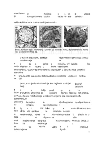 6
membrana
je
d
ezorganizovana
,
matriks
izazito
s
vetao
š
to
je
sve
p
osledica
ulaska
velike količine vode u mitohondrijalni matriks.
U našem organizmu postoje i
mitohondrije
koje imaju organizaciju za koju
se
r
anije
s
matralo
da
je
p
risutna
samo
u
b
iljnim
ćelijama, tzv. tubulo-
vezikularni
tip
mitohondrija. Ovakav tip mitohondrija je prisutan u ćelijama koje sintetišu
steroidne
h
or
one, kao što su pojedine ćelije nadbubrežne žlezde i Lejdigove
ćelij
testisa.
Jasno je da je tip mitohondrija, kao i njihova pozicija i
broj,
diktiran
ćelijskim
t
ipom
i
trenutnim
z
ahtevima
ćelije
za
prod
ukcijom
g
lavnog
p
rodukta
m
itohondrija,
ATP-om. Zato se mitohondrije u mišićnim ćelijama poz cioniraju između
sarkomera, u
aksonima
uz
hemijske
sinapse,
u
spermatozoidu
oko flageluma,
a
a
u adipocitima u
b
lizini
lip
idnih
t
ela
i
glatkog
ER. Iako
se
p
rodukcija
e
nergije
navodi kao osnovna
u
loga
mitohondrija,
u
njima
se
o
digrava
niz važnih procesa
za
ć
eliju
(Tabla 1). U
mat
iksu
mitohondrija
se
odigrava
oksidacija
masnih kiselina
i
Kr ebsov ciklus, a
u
m
itohondrijama
se nalaze važni s
ignaln
i molekuli
 