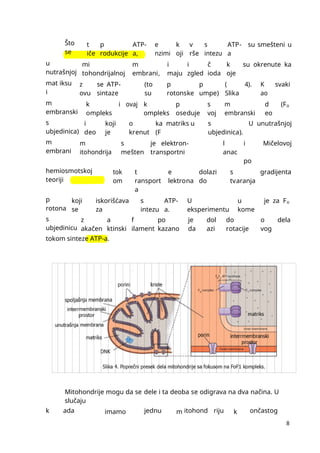 8
Što
se
t
iče
p
rodukcije
ATP-
a,
e
nzimi
k
oji
v
rše
s
intezu
ATP-
a
su smešteni u
u
nutrašnjoj
mi
tohondrijalnoj
m
embrani,
i
maju
i
zgled
č
ioda
k
oje
su okrenute ka
mat iksu
i
z
ovu
se ATP-
sintaze
(to
su
p
rotonske
p
umpe)
(
Slika
4). K
ao
svaki
m
embranski
k
ompleks
i ovaj k
ompleks
p
oseduje
s
voj
m
embranski
d
eo
(Fo
s
ubjedinica)
i
deo
koji
je
o
krenut
ka matriks u
(F
s
ubjedinica).
U unutrašnjoj
m
embrani
m
itohondrija
s
mešten
je elektron-
transportni
l
anac
i
po
Mičelovoj
hemiosmotskoj
teoriji
tok
om
t
ransport
a
e
lektrona
dolazi
do
s
tvaranja
gradijenta
p
rotona
koji
se
iskorišćava
za
s
intezu
ATP-
a.
U
eksperimentu
u
kome
je za Fo
s
ubjedinicu
z
akačen
a
ktinski
f
ilament
po
kazano
je
da
dol
azi
do
rotacije
o
vog
dela
tokom sinteze ATP-a.
Mitohondrije mogu da se dele i ta deoba se odigrava na dva načina. U
slučaju
k ada imamo jednu m itohond riju k ončastog
 