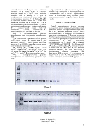 28667
5
морской свинки на 7 сутки после заражения
штаммом 544 В. abortus, 9-ДНК из сыворотки
морской свинки на 14 сутки после заражения
штаммом 544 В. abortus, 10 - ДНК из
лимфатического узла морской свинки на 21 сутки
после заражения штаммом 544 В. abortus, 11 - ДНК
из селезенки морской свинки на 21 сутки после
заражения штаммом 544 В. abortus, 12 - ДНК из
нормальной сыворотки морской свинки, 13 - ДНК из
нормального лимфатического узла морской свинки,
14 - эпизоотический изолят «Сайгачий»
пастереллез, 15-штамм Saigas/2011/ZKO/KZ
Pasteurella multocida, 16-штамм BL21 E.coli.
Фиг.1 - Электрофореграмма продуктов
амплификации при определении специфичности
ПЦР
Для определения чувствительности реакции
использовали штамм Br. abortus 544 в виде
клеточных лизатов с концентрацией микробных
клеток от 3 до 100000 м-к/см3
. Результаты данных
опытов представлены на фиг.2.
М - маркер ДНК, 1-100000 м.к/см3
, 2-10000
м.к/см3
, 3-1000 м.к/см3
, 4-100 м.к/см3
, 5-10 м.к/см3
,
6-9 м.к/см3
, 7-8 м.к/см3
, 8-6 м.к/см3
, 9-5 м.к/см3
, 10-4
м.к/см3
, 11-3 м.к/см3
, 12-отрицательный контроль.
Фиг.2 - Электрофореграмма продуктов
амплификации при определении чувствительности
ПЦР
Предложенный способ диагностики бруцеллеза
методом ПЦР специфичен и высокочувствителен.
Специфический ПЦР - продукт нарабатывается
только в присутствии ДНК бруцелл, предел
обнаружения составил 9 микробных клеток бруцелл
в пробе.
ФОРМУЛА ИЗОБРЕТЕНИЯ
Способ идентификации бруцелл методом
полимеразной цепной реакции, предусматривающий
проведение реакции амплификации на общеродовой
ген BCSP31 внешней мембраны бруцелл, анализ
реакционной смеси с помощью электрофореза в
агарозном геле и выявление ДНК разных видов рода
Brucella по результатам анализа, отличающийся тем,
что в качестве праймеров для проведения реакции
амплификации в ПЦР, используют
олигонуклеотиды из 20 звеньев, BrF 1 (прямой):
TGCCTGCGCGAAGTGACGAT и BrR 1 (обратный):
AACCGCAAAGCTCGCTCCCA, комплементарные
не менее чем на 100% гену BCSP31 внешней
мембраны бруцелл, при этом присутствие в
анализируемых образцах продуктов ПЦР
(фрагментов ДНК) размером 345 нуклеотидных пар
специфичных к гену BCSP31, свидетельствует о
наличии в исходном материале ДНК бруцелл.
Верстка Ж. Жомартбек
Корректор Е. Барч
 
