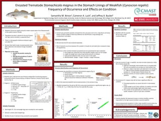 Conclusion
ResultsMethods
Results
Table 1: Results from the ANCOVA model examining if Stomachicola
magnus has an effect on weakfish condition from (a) trawl and (b) gill
net samples.
Model: Weight ~Length + Parasite + Length * Parasitized.
(a) Trawl Net Samples
df Sum Sq F p
Length 1 196.8 18490.6 < 0.001
Parasite 1 0.013 1.209 0.272
Length * Parasite 1 0.019 1.771 0.184
Residuals 398 4.236 - -
(b) Gill Net Samples
df Sum Sq F p
Length 1 148.7 28820.5 < 0.001
Parasite 1 0.007 1.370 0.243
Length * Parasite 1 0.004 0.767 0.382
Residuals 437 2.254 - -
Acknowledgements
Methods
Introduction
 Weakfish (Cynoscion regalis) primarily inhabit coastal waters from Massachusetts
to the eastern coast of Florida.
Encysted Trematode Stomachicola magnus in the Stomach Linings of Weakfish (Cynoscion regalis):
Frequency of Occurrence and Effects on Condition
Samantha M. Binion1,Cameron A. Luck2, and Jeffrey A. Buckel1
1Department of Applied Ecology, North Carolina State University, Center for Marine Sciences and Technology, 303 College Circle, Morehead City, NC 28557
2Environmental Sciences Program, North Carolina State University, Jordan Hall, 2800 Faucette Drive, Raleigh, NC 27606
 Population has been in decline for the last 20 years
and high natural mortality is suspected (Fig.1).
 There is a demographic bottleneck between age-0
and older fish.
 During a food habits study, encysted parasites were
often observed in the stomach linings of weakfish
(Fig. 2).
 Objectives of this study:
 Identify the parasite causing the
cysts.
 Describe the prevalence of cysts in
sampled weakfish.
 Determine if the presence of cysts
has an effect on weakfish
condition.
Figure 1: Weakfish maximum
spawning potential. From asmfc.org
Figure 2: (a) Melanistic or dark-colored
cysts in the stomach lining of weakfish
and (b) magnified image of the cyst.
We would like to thank J. Daniel, B. Kornegay, J. Merrell, and
T. Westbrook for help with sample processing. Funding is
provided by a NC Coastal Recreational Fishing License Grant.
Sample Collection
 Weakfish were collected from two fisheries-independent monitoring programs
conducted by North Carolina Division of Marine Fisheries in Pamlico Sound, North
Carolina (Fig. 3).
 Program 1: Gill Net Survey
 Stratified random design
 February 15th – December 15th
 2012-2013
 n = 441
 Program 2: Trawl Survey
 Stratified random design
 54 stations
 June and September
 2012
 n = 402
Sample Processing
 Total length (TL; mm) and weight (kg) were recorded for each weakfish.
 Stomach contents were weighed (g).
 Number of cysts in stomach lining counted for each weakfish.
Figure 3: Sampling locations where weakfish were
collected in NCDMF gill net and trawl surveys.
Parasite Identification
 Excised cysts and whole parasites removed from the cysts were sent to Drs. Craig Harms and James
Flowers at NCSU College of Veterinary Medicine for identification using histology and
morphometric techniques.
Statistical Analyses
 Gill and trawl net fish were analyzed separately.
 Rate of parasite occurrence between fish sampled in the gill net and trawls were compared using a
chi-squared test.
 Differences in fish condition between parasitized and non-parasitized fish were evaluated.
 Prey weight was subtracted from total weakfish weight to get true fish weight.
 Length and weight were natural log transformed prior to analysis.
 Used presence/absence data, not cyst count in the model.
 ANCOVA Model: Weight ~ Length + Parasite + Length*Parasitew
Parasite Identification and Frequency of Occurrence
 The parasite was identified as immature Stomachicola magnus (Fig. 4).
 Trematode in the Order Digenea
 Poorly studied
 Initially described in 1934 by Manter in spotted
seatrout (Cynoscion nebulosus) collected in Beaufort,
NC.
a.
b.
Figure 4: Immature Stomachicola
magnus removed from a weakfish
stomach lining cyst.
 64% of the examined weakfish had encysted parasites in the stomach lining.
 Weakfish sampled from the gill net (85.5%) survey were parasitized at a significantly higher rate (χ2
= 179.92, df = 1, p < 0.001) than fish from the trawl (40.3%) survey.
Figure 5:
Length-
weight
comparison
of
parasitized
and non-
parasitized
weakfish
from trawl
and gill net
surveys
using the ln-
transformed
data.
Weakfish Condition
 Weakfish with the parasite
did not have a lower
condition (Table 1).
Discussion
 Cysts are common in age-1+ weakfish, but have not been observed in other
fish in Pamlico Sound, NC.
 Digenean trematodes need multiple hosts to complete their
life cycle and weakfish are serving as an intermediate host.
 Mature S. magnus have been only observed in the stomachs
(n = 284) of inshore lizardfish (Synodus foetens) in a multi-
predator (n = 25) diet study in Pamlico Sound, NC..
 Stomach contents of inshore lizardfish contain juvenile
weakfish.
 The presence of S. magnus cysts did not have a significant effect on
condition.
 Trematode parasites can remain dormant in intermediate
hosts.
 Length-weight can be a poor indicator of condition and other
metrics (e.g. total energy) might have more power.
 The number of macroparasites can influence an individual’s
health; however, counts of cysts were unreliable.
Future Work
 Examine whether the observed increase in inshore lizardfish could be
responsible for the high natural mortality in juvenile weakfish.
 Determining parasite prevalence in other major weakfish nursery areas (e.g.
Delaware Bay) and its influence on fish growth and natural mortality.
 