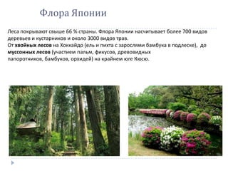 Флора Японии
Леса покрывают свыше 66 % страны. Флора Японии насчитывает более 700 видов
деревьев и кустарников и около 3000 видов трав.
От хвойных лесов на Хоккайдо (ель и пихта с зарослями бамбука в подлеске), до
муссонных лесов (участием пальм, фикусов, древовидных
папоротников, бамбуков, орхидей) на крайнем юге Кюсю.
 