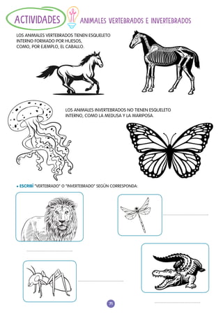 71
ANIMALES VERTEBRADOS E INVERTEBRADOS
ACTIVIDADES
l ESCRIBÍ “VERTEBRADO” O “INVERTEBRADO” SEGÚN CORRESPONDA:
LOS ANIMALES VERTEBRADOS TIENEN ESQUELETO
INTERNO FORMADO POR HUESOS,
COMO, POR EJEMPLO, EL CABALLO.
LOS ANIMALES INVERTEBRADOS NO TIENEN ESQUELETO
INTERNO, COMO LA MEDUSA Y LA MARIPOSA.
 