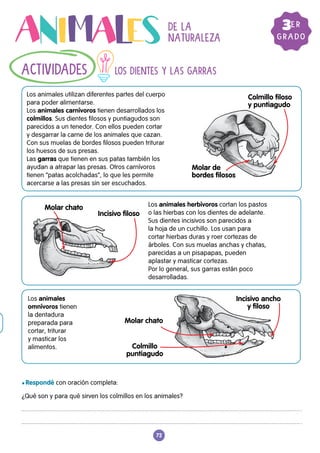 72
l Respondé con oración completa:
¿Qué son y para qué sirven los colmillos en los animales?
Molar chato
Colmillo
puntiagudo
Incisivo ancho
y filoso
Los animales utilizan diferentes partes del cuerpo
para poder alimentarse.
Los animales carnívoros tienen desarrollados los
colmillos. Sus dientes filosos y puntiagudos son
parecidos a un tenedor. Con ellos pueden cortar
y desgarrar la carne de los animales que cazan.
Con sus muelas de bordes filosos pueden triturar
los huesos de sus presas.
Las garras que tienen en sus patas también los
ayudan a atrapar las presas. Otros carnívoros
tienen “patas acolchadas”, lo que les permite
acercarse a las presas sin ser escuchados.
Molar chato
Incisivo filoso
Los animales herbívoros cortan los pastos
o las hierbas con los dientes de adelante.
Sus dientes incisivos son parecidos a
la hoja de un cuchillo. Los usan para
cortar hierbas duras y roer cortezas de
árboles. Con sus muelas anchas y chatas,
parecidas a un pisapapas, pueden
aplastar y masticar cortezas.
Por lo general, sus garras están poco
desarrolladas.
Colmillo filoso
y puntiagudo
Molar de
bordes filosos
Los animales
omnívoros tienen
la dentadura
preparada para
cortar, triturar
y masticar los
alimentos.
LOS DIENTES Y LAS GARRAS
ACTIVIDADES
GRADO
3ER
DE LA
NATURALEZA
 