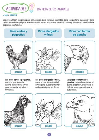 73
					 LOS PICOS DE LOS ANIMALES
l Leé y observá:
Las aves utilizan sus picos para alimentarse, para construir sus nidos, para conquistar a su pareja y para
defenderse de los peligros. Por ese motivo, es tan importante y varía su forma y tamaño en función de la
especie y sus hábitos.
ACTIVIDADES
Los picos cortos y pequeños,
como el que tienen la
gallina o el gorrión, sirven
para recolectar semillas y
triturarlas.
Los picos alargados y finos,
como el que tiene el colibrí,
sirven para buscar el néctar
en los pétalos de las flores.
Los picos con forma de
gancho, como el que tienen el
buitre, el cóndor, el águila o el
halcón, sirven para atrapar a
sus presas.
Picos cortos y
pequeños
Picos alargados
y finos
Picos con forma
de gancho
GALLINA
GALLINA
COLIBRÍ
COLIBRÍ
CÓNDOR
ÁGUILA
 