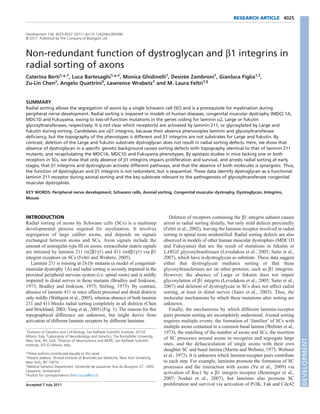 4025RESEARCH ARTICLE
INTRODUCTION
Radial sorting of axons by Schwann cells (SCs) is a multistep
developmental process required for myelination. It involves
segregation of large caliber axons, and depends on signals
exchanged between axons and SCs. Axon signals include the
amount of neuregulin type III on axons, extracellular matrix signals
are initiated by laminin 211 (211) and 411 (411) via 1
integrin receptors on SCs (Feltri and Wrabetz, 2005).
Laminin 211 is missing in DyDy mutants (a model of congenital-
muscular dystrophy 1A) and radial sorting is severely impaired in the
proximal peripheral nervous system (i.e. spinal roots) and is mildly
impaired in distal nerves in these mutants (Bradley and Jenkison,
1973; Bradley and Jenkison, 1975; Stirling, 1975). By contrast,
absence of laminin 411 in mice affects proximal and distal districts
only mildly (Wallquist et al., 2005), whereas absence of both laminin
211 and 411 blocks radial sorting completely in all districts (Chen
and Strickland, 2003; Yang et al., 2005) (Fig. 1). The reasons for this
topographical difference are unknown, but might derive from
activation of different laminin receptors by different laminins.
Deletion of receptors containing the 1 integrin subunit causes
arrest in radial sorting distally, but only mild defects proximally
(Feltri et al., 2002), leaving the laminin receptor involved in radial
sorting in spinal roots unidentified. Radial sorting defects are also
observed in models of other human muscular dystrophies (MDC1D
and Fukuyama) that are the result of mutations in fukutin or
LARGE glycosyltranferases (Levedakou et al., 2005; Saito et al.,
2007), which have -dystroglycan as substrate. These data suggest
either that dystroglycan mediates sorting or that these
glycosyltransferases act on other proteins, such as 1 integrins.
However, the absence of Large or fukutin does not impair
glycosylation of 1 integrin (Levedakou et al., 2005; Saito et al.,
2007) and deletion of dystroglycan in SCs does not affect radial
sorting, at least in distal nerves (Saito et al., 2003). Thus, the
molecular mechanisms by which these mutations alter sorting are
unknown.
Finally, the mechanisms by which different laminin-receptor
pairs promote sorting are incompletely understood. Axonal sorting
requires multiple events: the formation of ‘families’ of SCs with
multiple axons contained in a common basal lamina (Webster et al.,
1973), the matching of the number of axons and SCs, the insertion
of SC processes around axons to recognize and segregate large
ones, and the defasciculation of single axons with their own
daughter SC and basal lamina (Martin and Webster, 1973; Webster
et al., 1973). It is unknown which laminin-receptor pairs contribute
to each step. For example, laminins promote the formation of SC
processes and the interaction with axons (Yu et al., 2009) via
activation of Rac1 by a 1 integrin receptor (Benninger et al.,
2007; Nodari et al., 2007), but laminins also promote SC
proliferation and survival via activation of Pi3K, Fak and Cdc42
Development 138, 4025-4037 (2011) doi:10.1242/dev.065490
© 2011. Published by The Company of Biologists Ltd
1
Divisions of Genetics and Cell Biology, San Raffaele Scientific Institute, 20132
Milano, Italy. 2
Laboratory of Neurobiology and Genetics, The Rockefeller University,
New York, NY, USA. 3
Division of Neuroscience and INSPE, San Raffaele Scientific
Institute, 20132 Milano, Italy.
*These authors contributed equally to this work
†
Present address: Skirball Institute of Biomolecular Medicine, New York University,
New York, NY 10016
‡
Medical Genetics Department, Université de Lausanne, Rue du Bougnon 27, 1005,
Lausanne, Switzerland
§
Author for correspondence (feltri.laura@hsr.it)
Accepted 7 July 2011
SUMMARY
Radial sorting allows the segregation of axons by a single Schwann cell (SC) and is a prerequisite for myelination during
peripheral nerve development. Radial sorting is impaired in models of human diseases, congenital muscular dystrophy (MDC) 1A,
MDC1D and Fukuyama, owing to loss-of-function mutations in the genes coding for laminin 2, Large or fukutin
glycosyltransferases, respectively. It is not clear which receptor(s) are activated by laminin 211, or glycosylated by Large and
fukutin during sorting. Candidates are 1 integrins, because their absence phenocopies laminin and glycosyltransferase
deficiency, but the topography of the phenotypes is different and 1 integrins are not substrates for Large and fukutin. By
contrast, deletion of the Large and fukutin substrate dystroglycan does not result in radial sorting defects. Here, we show that
absence of dystroglycan in a specific genetic background causes sorting defects with topography identical to that of laminin 211
mutants, and recapitulating the MDC1A, MDC1D and Fukuyama phenotypes. By epistasis studies in mice lacking one or both
receptors in SCs, we show that only absence of 1 integrins impairs proliferation and survival, and arrests radial sorting at early
stages, that 1 integrins and dystroglycan activate different pathways, and that the absence of both molecules is synergistic. Thus,
the function of dystroglycan and 1 integrins is not redundant, but is sequential. These data identify dystroglycan as a functional
laminin 211 receptor during axonal sorting and the key substrate relevant to the pathogenesis of glycosyltransferase congenital
muscular dystrophies.
KEY WORDS: Peripheral nerve development, Schwann cells, Axonal sorting, Congenital muscular dystrophy, Dystroglycan, Integrins,
Mouse
Non-redundant function of dystroglycan and 1 integrins in
radial sorting of axons
Caterina Berti1,
*,†
, Luca Bartesaghi1,
*,‡
, Monica Ghidinelli1
, Desirée Zambroni1
, Gianluca Figlia1,3
,
Zu-Lin Chen2
, Angelo Quattrini3
, Lawrence Wrabetz1
and M. Laura Feltri1,§
DEVELOPMENT
 