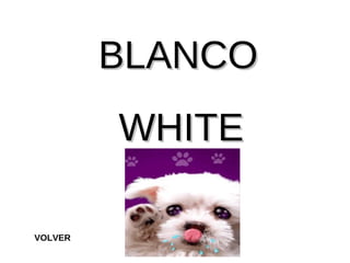 BLANCO WHITE VOLVER 