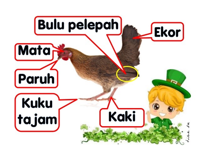 28 Anggota Badan Haiwan