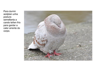 Para durmir
aodptan unha
postura
semellanta a
cando teñen frío
para gardar a
calor arrente do
corpo.
 