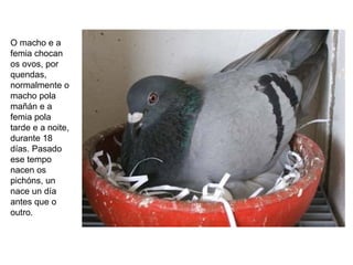 O macho e a
femia chocan
os ovos, por
quendas,
normalmente o
macho pola
mañán e a
femia pola
tarde e a noite,
durante 18
días. Pasado
ese tempo
nacen os
pichóns, un
nace un día
antes que o
outro.
 