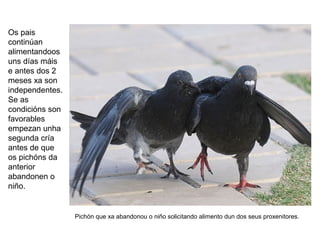 Os pais
continúan
alimentandoos
uns días máis
e antes dos 2
meses xa son
independentes.
Se as
condicións son
favorables
empezan unha
segunda cría
antes de que
os pichóns da
anterior
abandonen o
niño.
Pichón que xa abandonou o niño solicitando alimento dun dos seus proxenitores.
 
