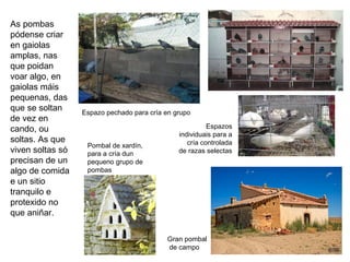 As pombas
pódense criar
en gaiolas
amplas, nas
que poidan
voar algo, en
gaiolas máis
pequenas, das
que se soltan
de vez en
cando, ou
soltas. As que
viven soltas só
precisan de un
algo de comida
e un sitio
tranquilo e
protexido no
que aniñar.
Espazo pechado para cría en grupo
Espazos
individuais para a
cría controlada
de razas selectas
Pombal de xardín,
para a cría dun
pequeno grupo de
pombas
Gran pombal
de campo
 