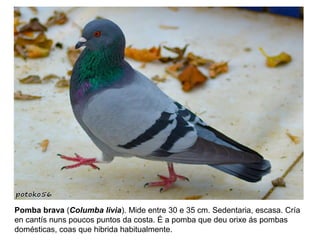 Pomba brava (Columba livia). Mide entre 30 e 35 cm. Sedentaria, escasa. Cría
en cantís nuns poucos puntos da costa. É a pomba que deu orixe ás pombas
domésticas, coas que hibrida habitualmente.
 
