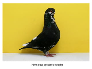 Pomba que esqueceu o peteiro
 