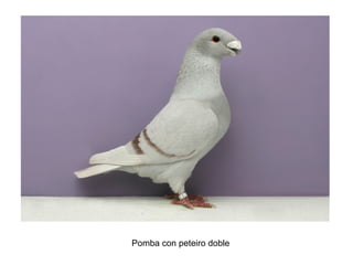 Pomba con peteiro doble
 
