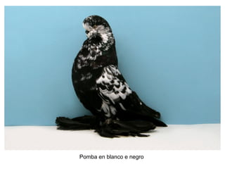 Pomba en blanco e negro
 