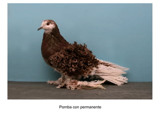 Pomba con permanente
 