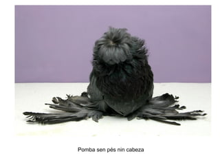 Pomba sen pés nin cabeza
 