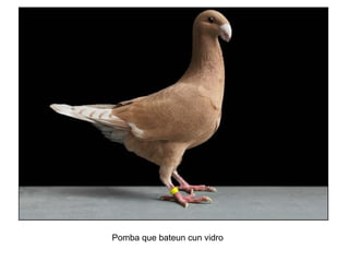 Pomba que bateun cun vidro
 