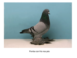 Pomba con frío nos pés
 