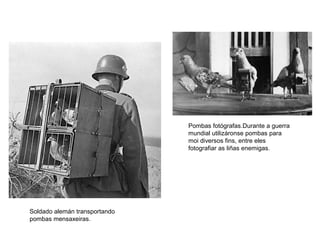 Pombas fotógrafas.Durante a guerra
mundial utilizáronse pombas para
moi diversos fins, entre eles
fotografiar as liñas enemigas.
Soldado alemán transportando
pombas mensaxeiras.
 