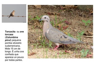 Torcacita ou ave
torcaza
(Columbina
picui) pequena
pomba silvestre
sudamericana.
Mide 15 cm de
longo. É unha ave
confiada que
aparece un pouco
por todas partes.
 