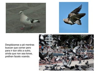 Desplázanse a pé mentras
buscan que comer pero
para ir dun sitio a outro,
aínda que non sea lonxe,
prefiren facelo voando.
 