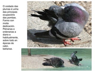 O coidado das
plumas é unha
das principais
ocupacións
das pombas.
Fanno con
moita
dedicación.
Péinanas e
ordenanas a
diario e
habitualmente,
sobre todo en
épocas de
calor,
báñanse.
 