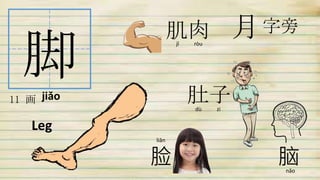 脚
11 画
Leg
月字旁
脸 脑
肚子
肌肉
jiǎo
jī ròu
dù zi
liǎn
nǎo
 