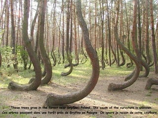 These trees grow in the forest near Gryfino, Poland. The cause of the curvature is unknown
Ces arbres poussent dans une forêt près de Gryfino en Pologne. On ignore la raison de cette courbure.
 