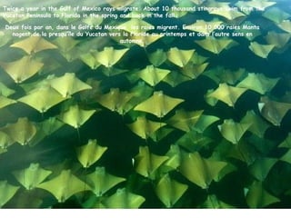 Twice a year in the Gulf of Mexico rays migrate. About 10 thousand stingrays swim from the
Yucatan Peninsula to Florida in the spring and back in the fall.

Deux fois par an, dans le Golfe du Mexique, les raies migrent. Environ 10 000 raies Manta
  nagent de la presqu’île du Yucatan vers la Floride au printemps et dans l’autre sens en
                                         automne.
 