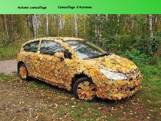 Autumn camouflage   Camouflage d’Automne
 